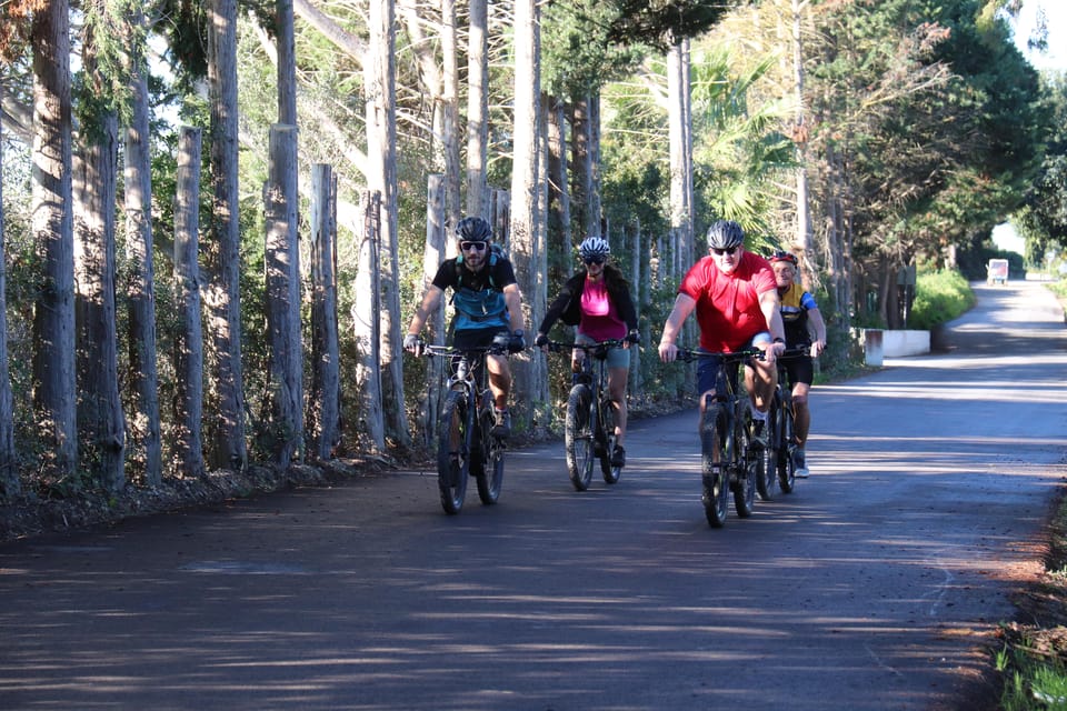 Four cyclists on mountain bikes ride along a paved road past a row of slender tree trunks