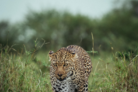 ARUSHA: SAFARI NGORONGORO DAGSUTFLYKTARUSHA: SAFIRI NGORONGORO DAGSUTFLYKT