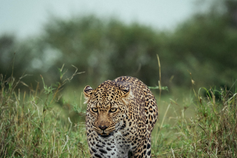 ARUSHA: SAFARI NGORONGORO TAGESTOURARUSHA: SAFIRI NGORONGORO TAGESTOUR