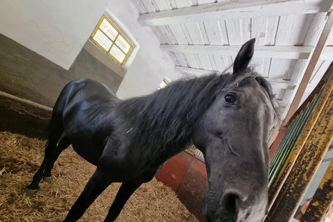 Myths, Horses & Monks – A Transylvanian Storytelling Journey