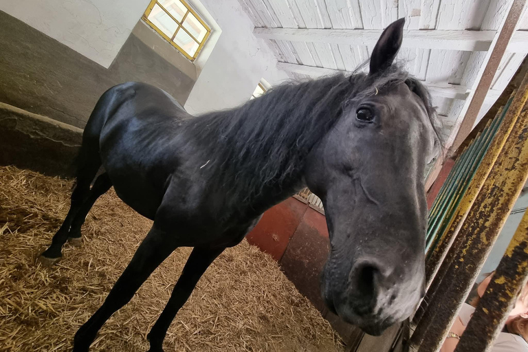 Myths, Horses & Monks – A Transylvanian Storytelling Journey