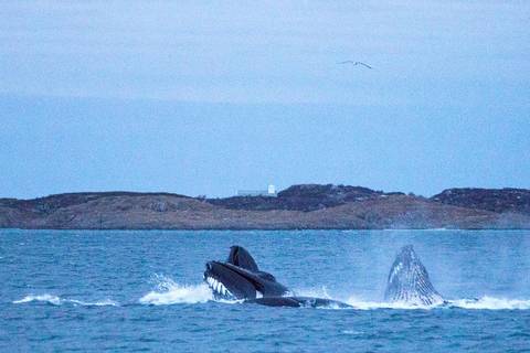 Tromsø: Responsible Whale Watching Cruise Aboard MS Alba