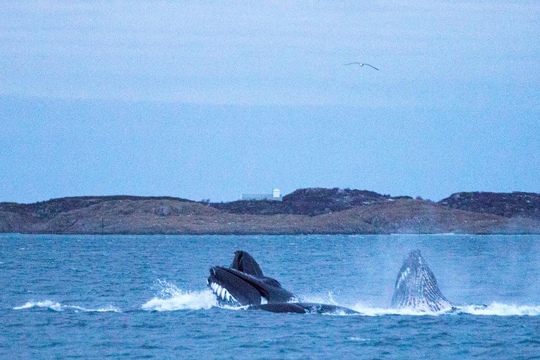 Tromsø: Responsible Whale Watching Cruise Aboard MS Alba