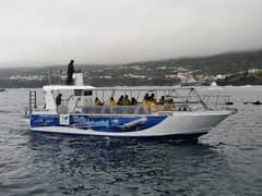 Ilha do Pico: Açores – Observação de Baleias e Golfinhos saindo de Lajes