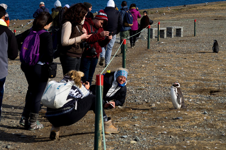 Penguin Expedition: Sailing to Isla Marta and Magdalena from Punta Arenas Penguin Expedition: Sailing to Isla Marta and Magdalena Island from Punta Arenas