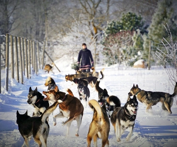 SLED DOG KENNEL VISIT TARTU COUNTRY ESTONIA