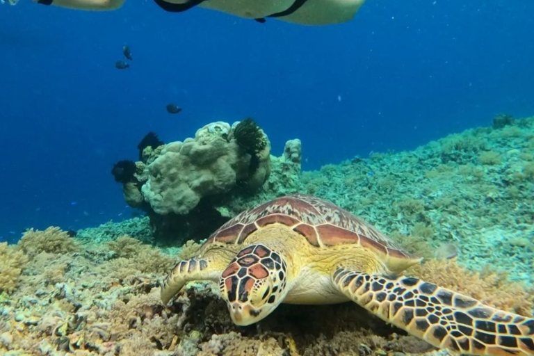 Gili Trawangan: Gili Island 3 Spots Snorkeling with Turtle