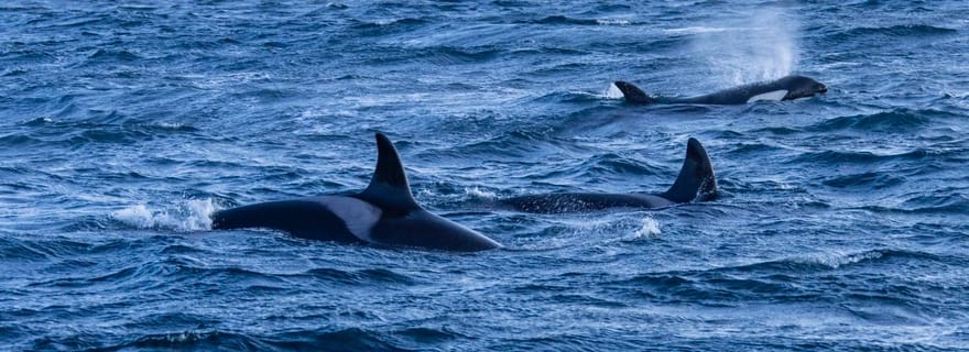 Alta : Observation des baleines de l'Altafjord dans un bateau chauffé