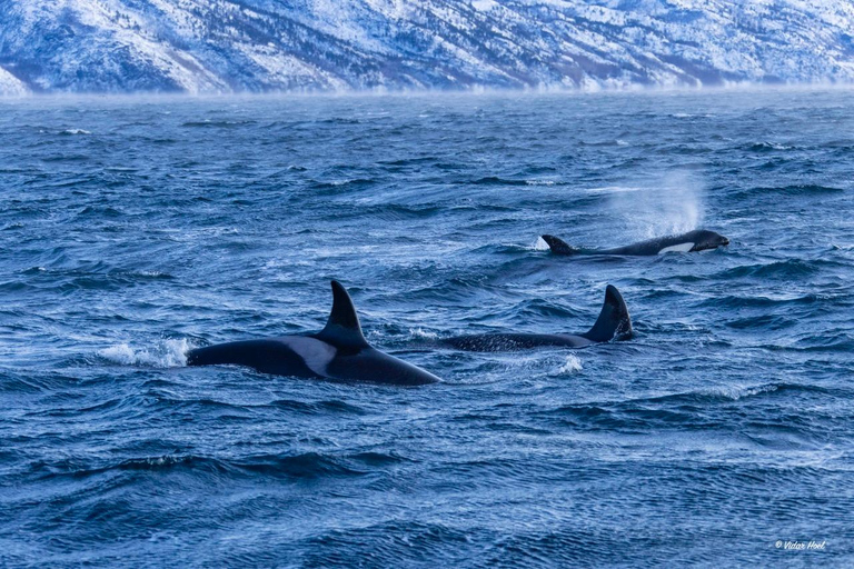 Alta: Altafjord Whale Watching in a Heated Boat