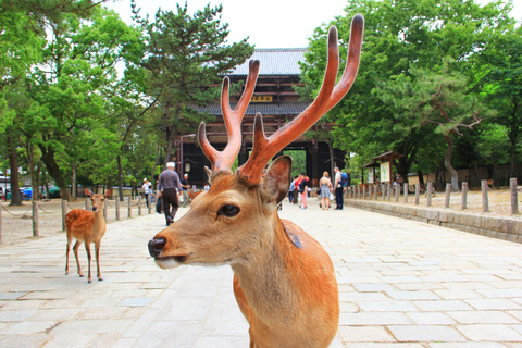 Kyoto: Hidden Kyoto & Spiritual Nara Private Day Trip