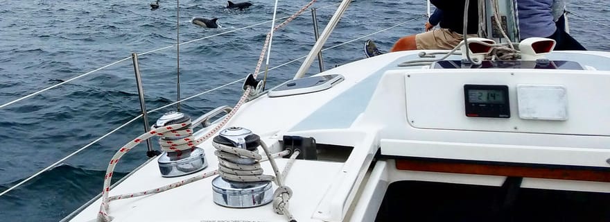 Monterey : Visite privée d'observation des baleines et de voile pour 6 personnes