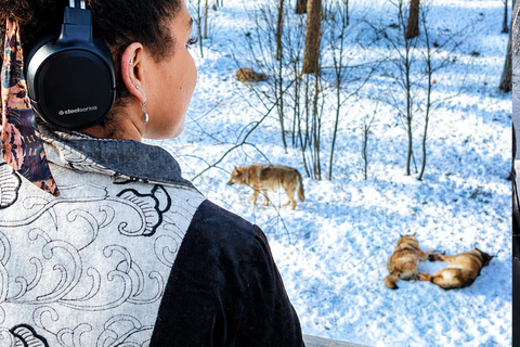Rovaniemi: Ranua Wildlife Park, Polar Bears & Arctic Animals ⭐ Ranua Highlights | 4h | Polar Bears | Most Popular