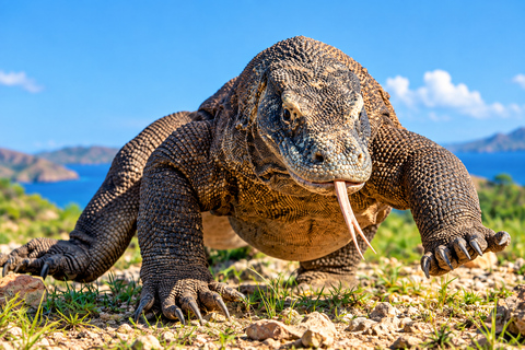 Day Trip to Komodo with Luxury Boat Dragon Guarantee & Drone