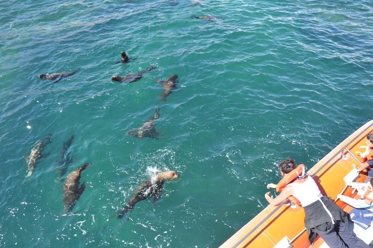 Puerto Piramides: Whale Watching Boat Trip
