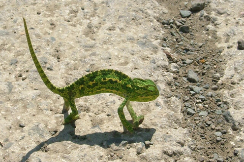 Paphos : Safari en jeep au trésor Land Rover Troodos-Kykkos