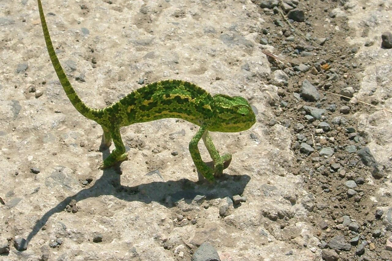 Paphos : Safari en jeep au trésor Land Rover Troodos-Kykkos