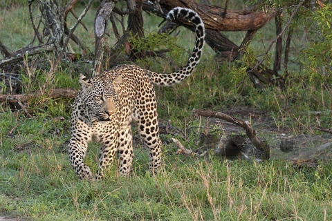 Jaipur: Amagarh Leopard Reserve Safari Private Tour