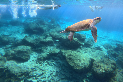 Paphos: snorkeltour met gids naar zeeschildpaddenPaphos: snorkelen met zeeschildpadden met gids