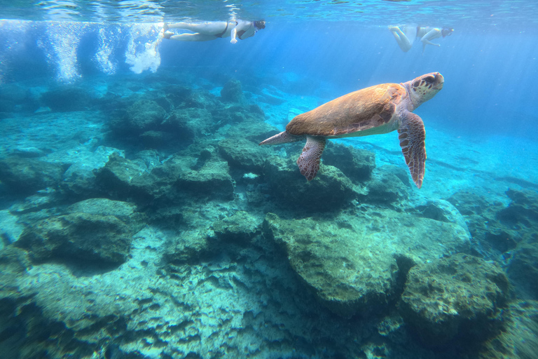 Paphos: snorkeltour met gids naar zeeschildpaddenPaphos: snorkelen met zeeschildpadden met gids