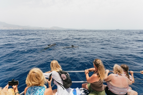 Tenerife: tour de avistamiento de ballenas en catamaránTenerife: tour de avistamiento de ballenas y esnórquel, 3 h