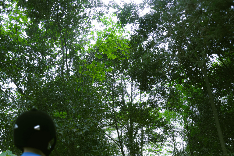 Barbados: Beginner-Friendly Forest Horseback Tour