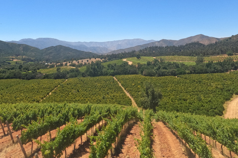 Curacaví Valley: Private Wine Tour of Viña Lopez Pangue and El Cuadro Curacaví Valley: Private Wine Route Tour - Viña Lopez Pangue and El Cuadro