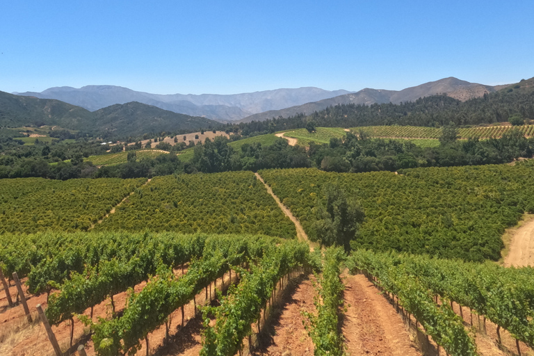 Curacaví Valley: Private Wine Tour of Viña Lopez Pangue and El Cuadro Curacaví Valley: Private Wine Route Tour - Viña Lopez Pangue and El Cuadro