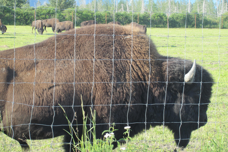 From Anchorage: Alaska Wildlife Center & Turnagain Arm Tour Year-Round Tour