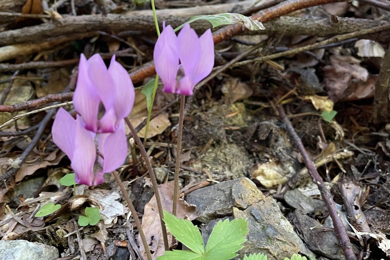 هونجكا: رحلة المشي لمسافات طويلة في جبل ميدفيدنيتسازغرب، هونجكا: نزهة لا تُنسى على جبل ميدفيدنيتسا