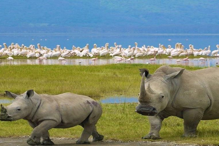 Nairobi: Lake Nakuru National Park Day Trip with Pickup