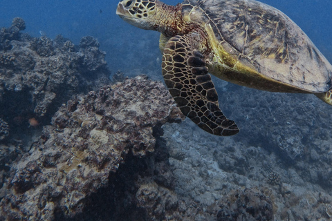Waikiki : Visite en petit groupe du Turtle Canyon avec masque et tuba