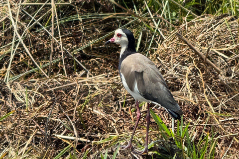 Entebbe: Mabamba Shoebill Birding Tour and Coffee Experience