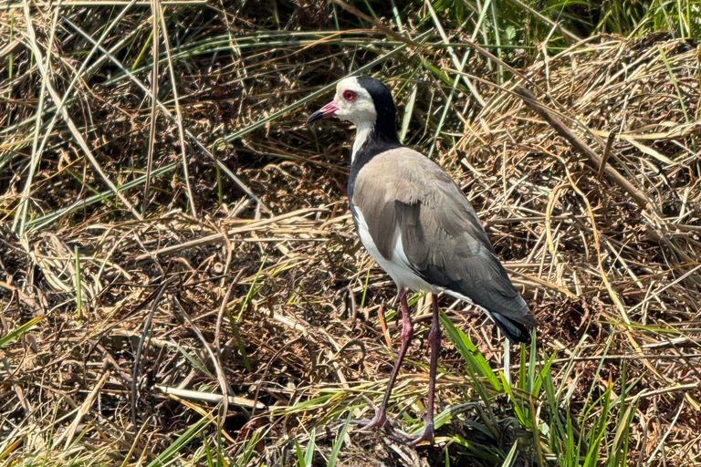 Entebbe: Mabamba Shoebill Birding Tour and Coffee Experience