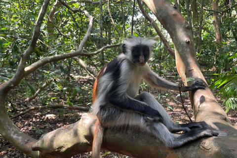 Zanzibar: Spice Farm, Jozani Forest & Salaam Cave Tour Private tour without hotel transfer