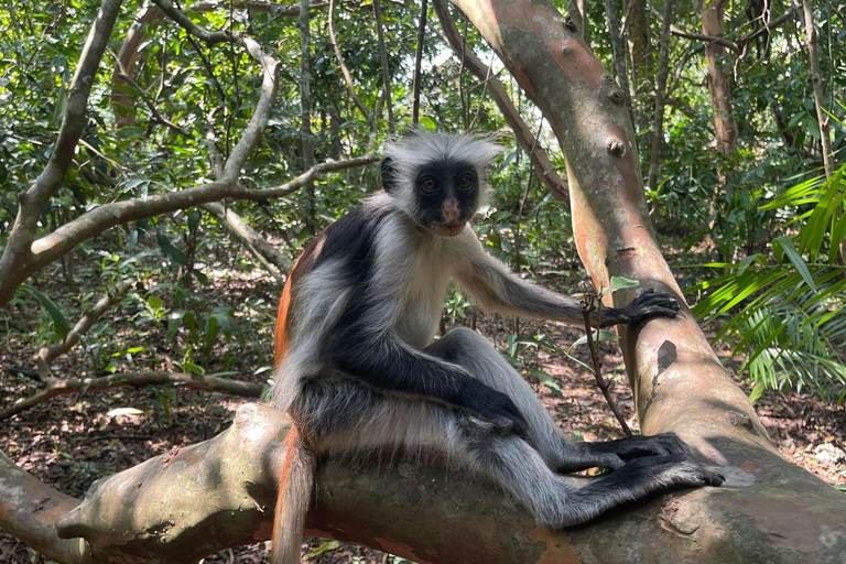Zanzibar: Spice Farm, Jozani Forest & Salaam Cave Tour Private tour without hotel transfer