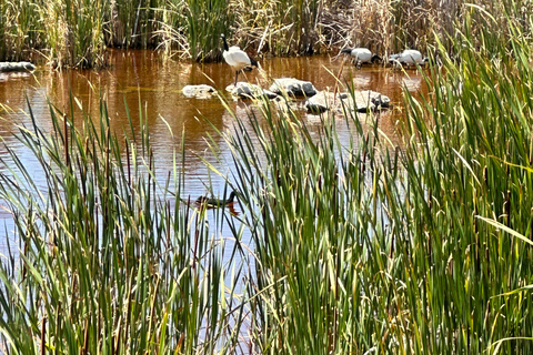 Cape Town: Table Mountain, Penguins & Cape Point Shared Tour