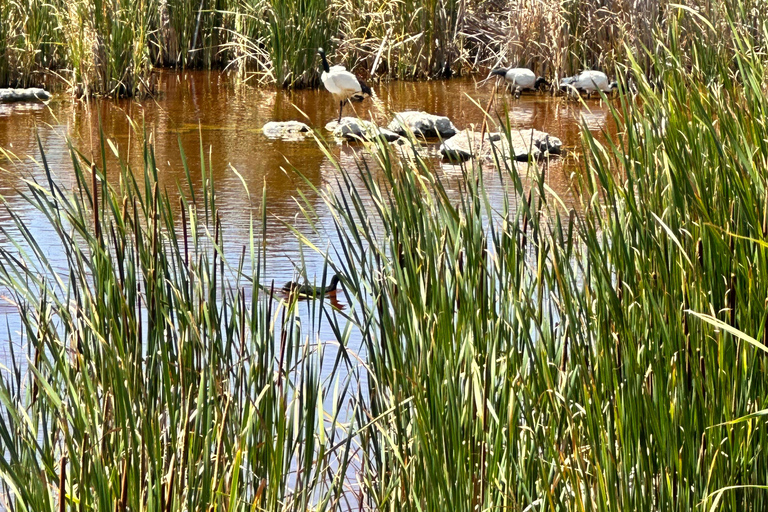 Cape Town: Table Mountain, Penguins & Cape Point Shared Tour