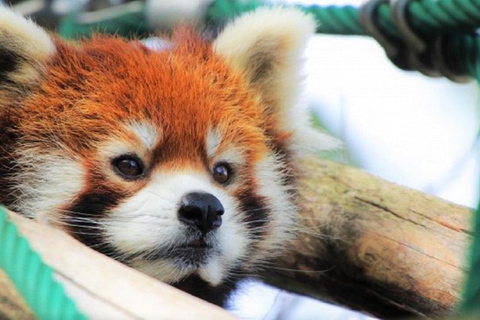 Hokkaido│Kurodake Ropeway, Asahiyama Zoo Autumn Leaves Tour