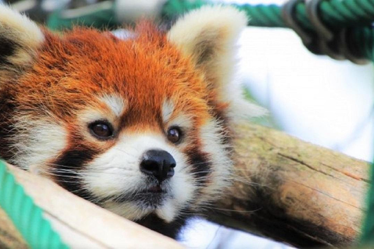 Hokkaido│Kurodake Ropeway, Asahiyama Zoo Autumn Leaves Tour