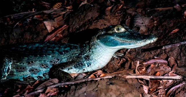 Night Excursion Search for Alligators | Tambopata River