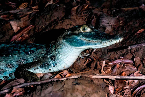 Nattutflykt Sök efter alligatorer | Tambopata River