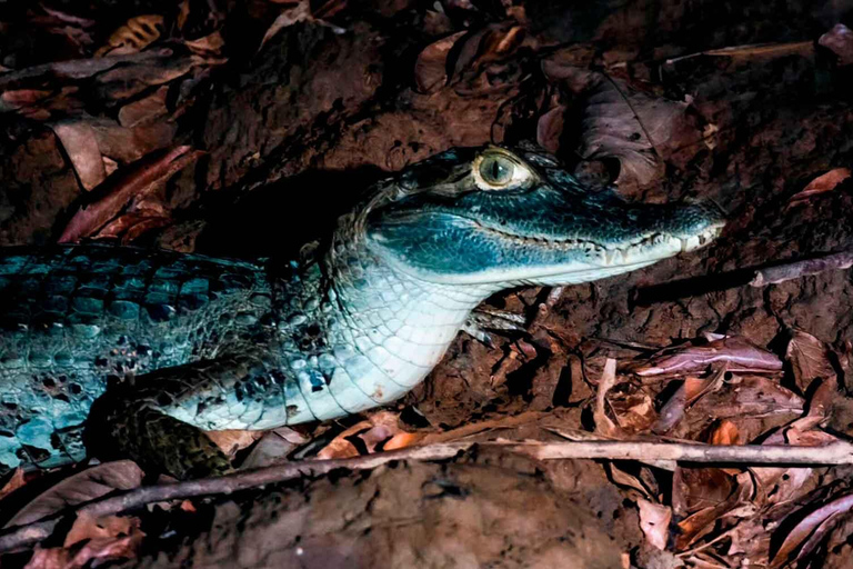 Excursão noturna em busca de jacarés no rio Tambopata