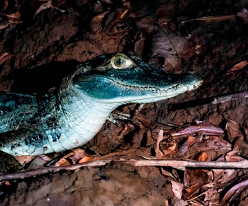 Escursione notturna alla ricerca degli alligatori | Fiume Tambopata