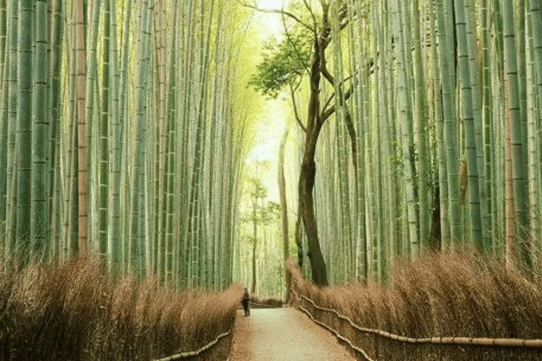 From Osaka: Osaka Private Customized Tour With English Guide Osaka : Osaka Private Tour With English Driver