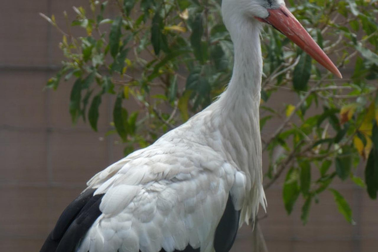 CAPE TOWN: Casa della Giraffa e incontro con il ghepardo con il vino ...