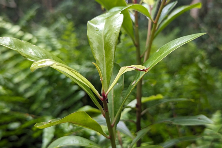 Zanzíbar: Excursión Privada al Bosque y Granja de Especias de Jozani con Almuerzo