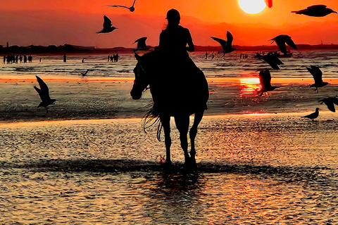 Equitazione a Muscat | Equitazione in spiaggiaMuscat: esperienza di equitazione sulla spiaggia di Al Sawadi