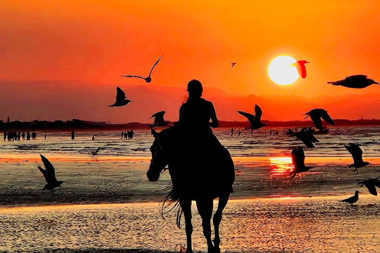 Horse Riding Muscat | Beach Horse Riding Muscat: Al Sawadi Beach Horse Riding Experience