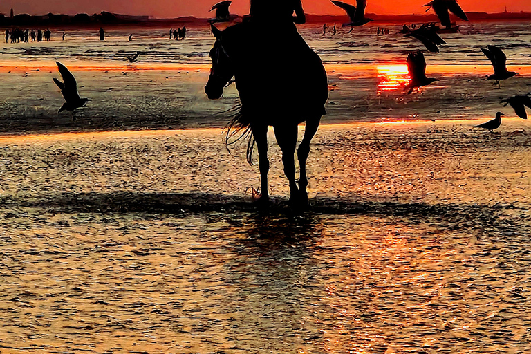 Reiten in Muscat | Reiten am StrandMuscat: Al Sawadi Beach Reiten Erfahrung