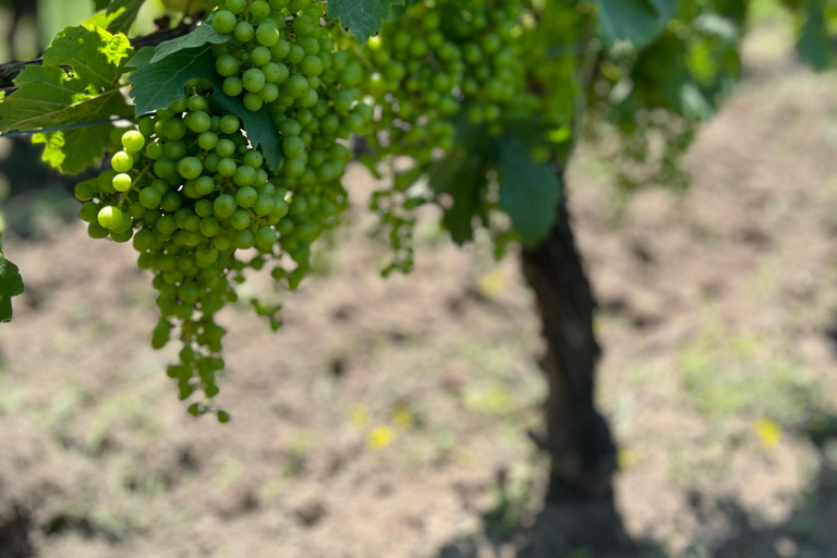 Exploration Oenologique au Château Labrie St Emilion GC Private Wine Tour at Château Labrie Saint Emilion Grand Cru